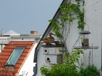 Konstantin und Konstanze 10